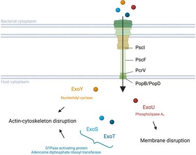 Frontiers | Modulation Of The Immune Response By The Pseudomonas ...